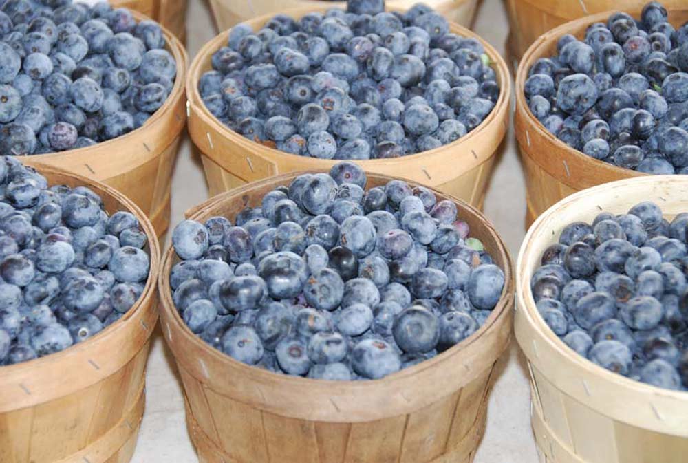 blueberries in rows of baskets
