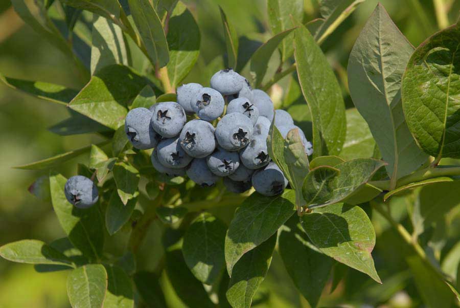 ripe blueberry cluster