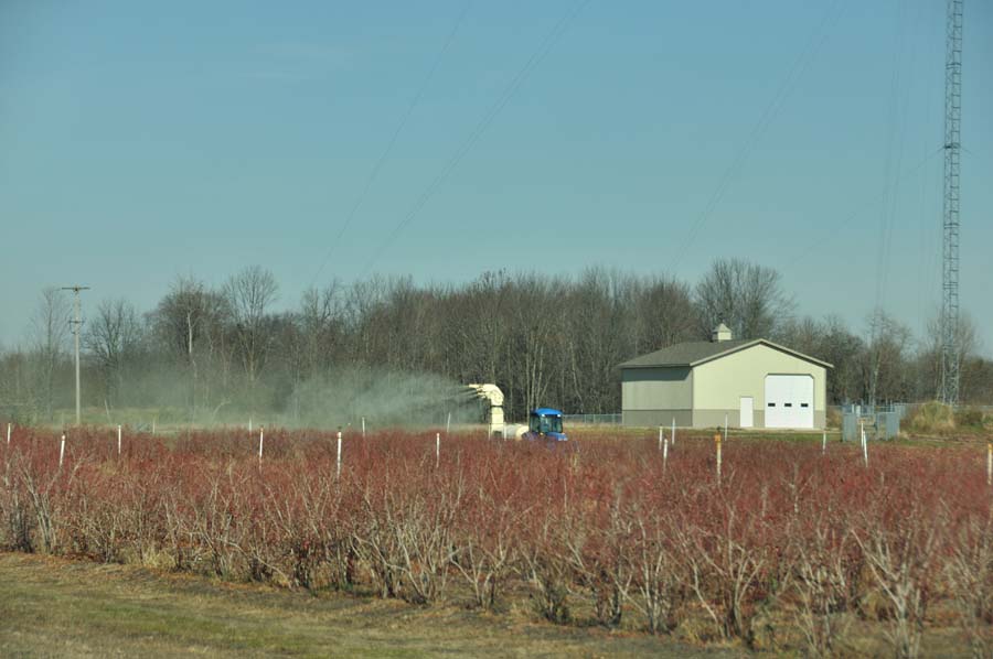 blueberry farm in fall with red bushes