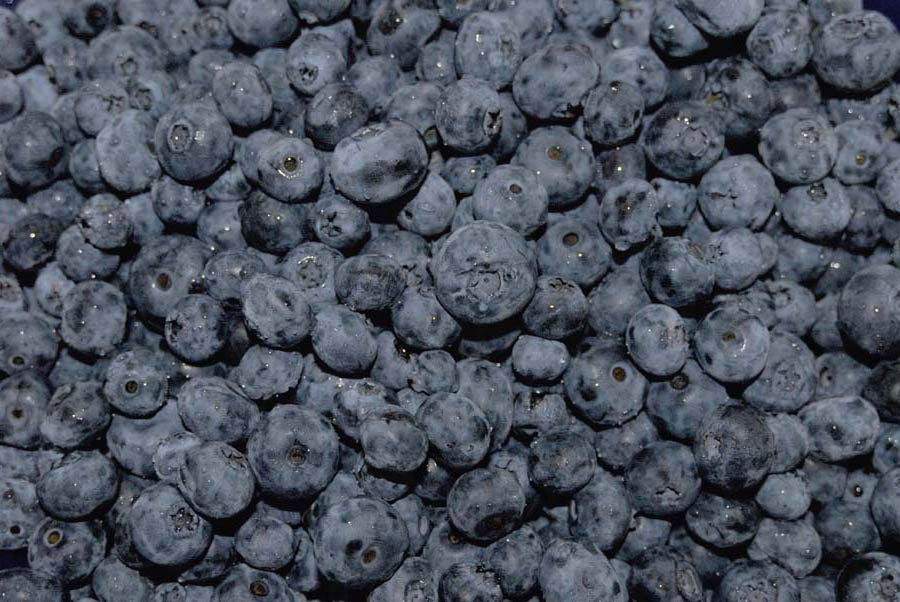 closeup view of many blueberries