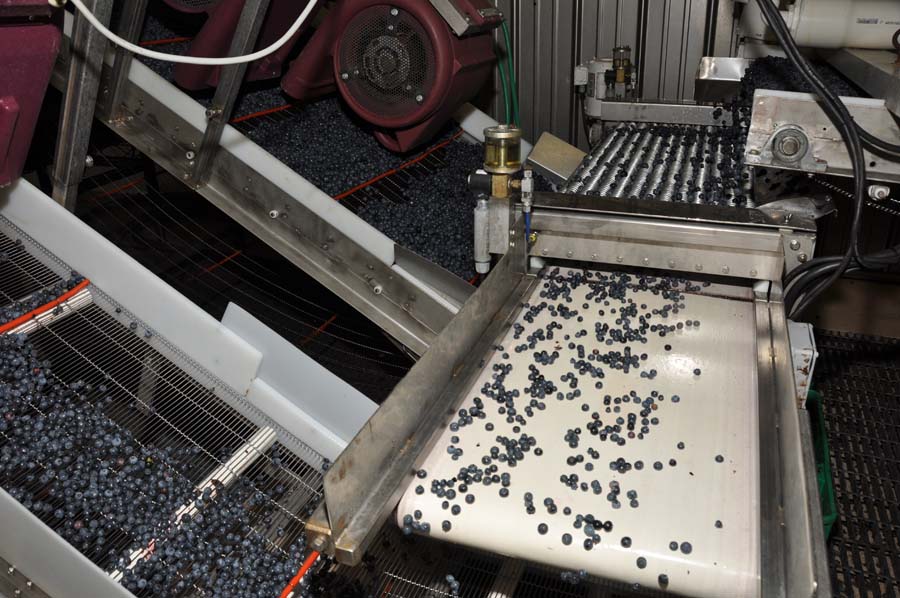 blueberries on conveyor on sorting machine