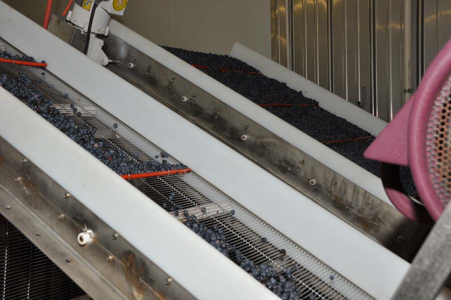 blueberries on conveyor