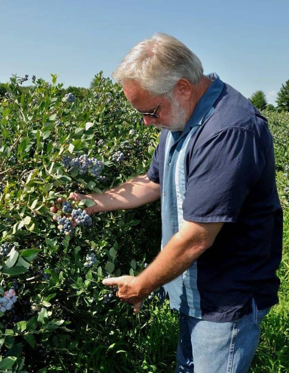 roger checking blueberry bush