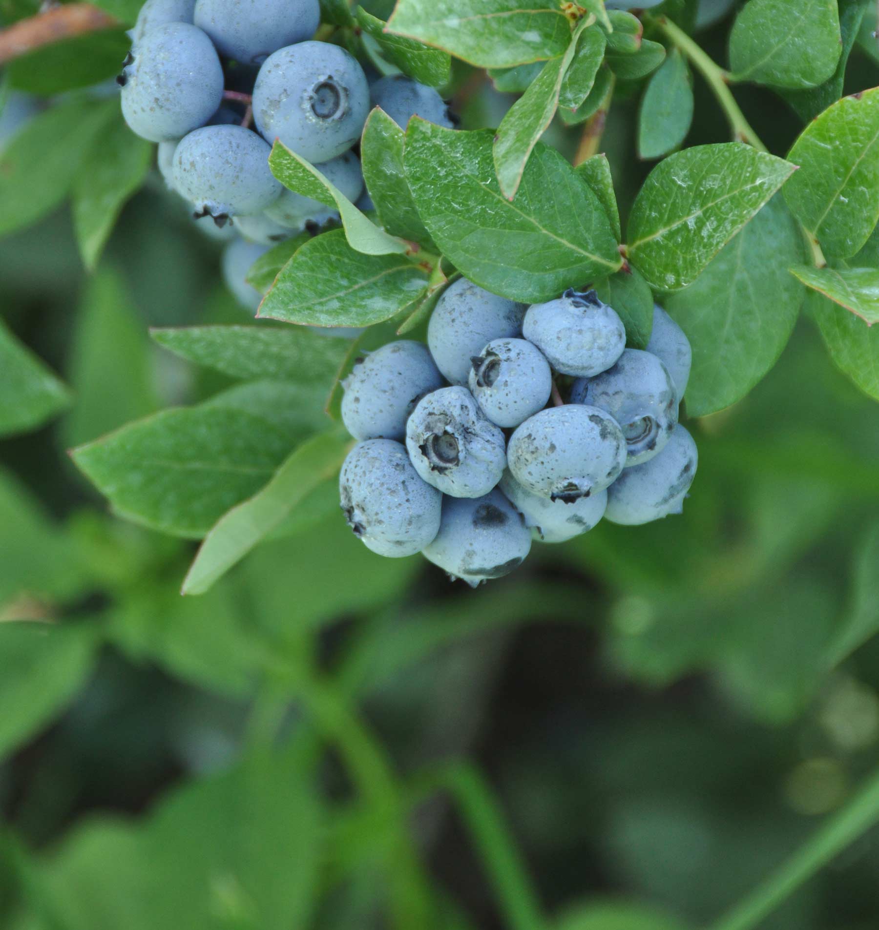 closeup view of blueberry clusters on green blueberry bush